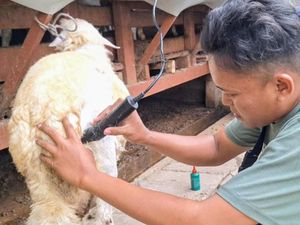 Jasa Salon Kambing di Situbondo Laris Manis Jelang Idul Adha
