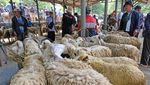 Jelang Idul Adha, Harga Kambing Turun hingga Rp 500 Ribu