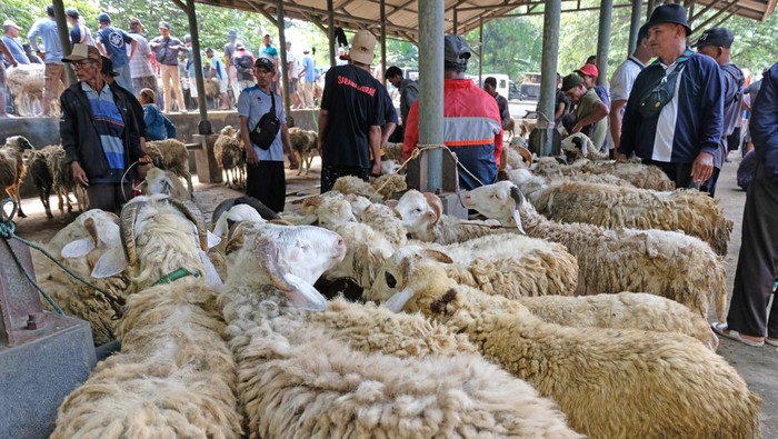 Suasana jual beli kambing di Pasar Hewan Kranggan, Temanggung, Jateng, Rabu (12/6/2024). Menurut sejumlah pedagang, harga kambing menjelang Idul Adha 1445 turun antara Rp200 ribu - Rp500 ribu per ekor dibanding harga jual kambing tahun lalu akibatnya banyaknya pasokan kambing. ANTARA FOTO/Anis Efizudin/YU