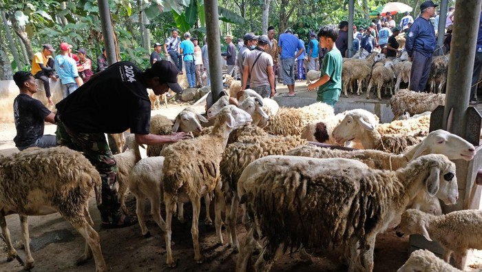 Suasana jual beli kambing di Pasar Hewan Kranggan, Temanggung, Jateng, Rabu (12/6/2024). Menurut sejumlah pedagang, harga kambing menjelang Idul Adha 1445 turun antara Rp200 ribu - Rp500 ribu per ekor dibanding harga jual kambing tahun lalu akibatnya banyaknya pasokan kambing. ANTARA FOTO/Anis Efizudin/YU