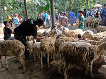 Jelang Idul Adha, Harga Kambing Turun hingga Rp 500 Ribu