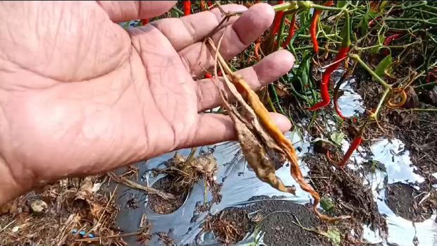 Kondisi lahan pertanian cabai di sekitar Pantai Bugel, Panjatan, Kulon Progo, Rabu (12/6).