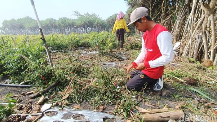 Kondisi lahan pertanian cabai di sekitar Pantai Bugel, Panjatan, Kulon Progo, Rabu (12/6).