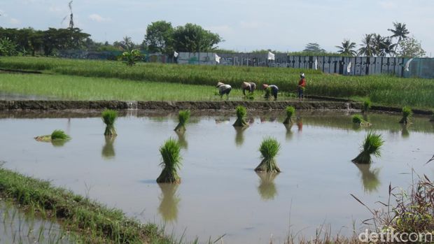 Petani sedang menanam padi di kawasan Ambarketawang, Gamping, Rabu (12/6/2024).