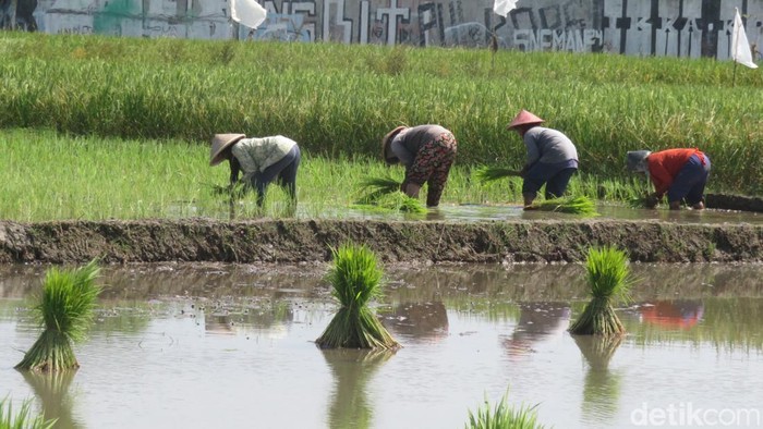 Petani sedang menanam padi di kawasan Ambarketawang, Gamping, Rabu (12/6/2024).
