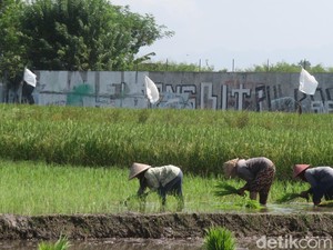 Budi Arie Beberkan Target 100 Hari Kerja, Ada Hapus Utang Petani Rp 5,7 T