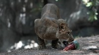 Meskipun memberi makan es loli kepada hewan bukanlah hal baru di Chapultepec, jatah makanan beku telah ditingkatkan seiring dengan berlanjutnya gelombang panas. Di habitatnya di Meksiko selatan, monyet howler terus berjatuhan dari pepohonan karena sengatan panas di Meksiko selatan; kematian sekarang mungkin berjumlah lebih dari 250.  