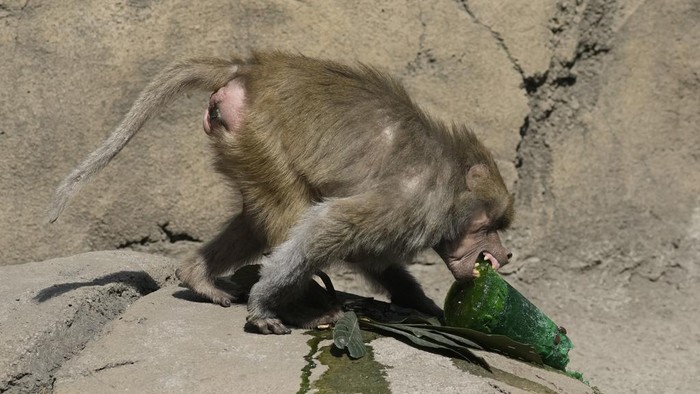Panas Menyengat, Hewan di Kebun Binatang Meksiko Diberi Makanan Beku A lion licks a frozen treat in its enclosure at the Chapultepec Zoo as staff work to keep the animals cool amid a continuing heat wave and drought, in Mexico City, Friday, June 7, 2024. (AP Photo/Eduardo Verdugo)