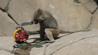 Kebun binatang Chapultepec memberikan es loli daging beku kepada singa, sementara monyet disajikan pilihan vegetarian.