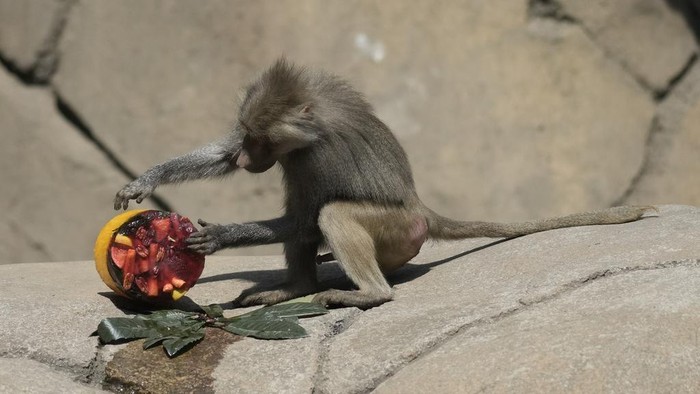 A lion licks a frozen treat in its enclosure at the Chapultepec Zoo as staff work to keep the animals cool amid a continuing heat wave and drought, in Mexico City, Friday, June 7, 2024. (AP Photo/Eduardo Verdugo)