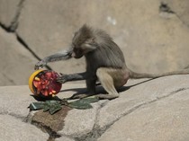 Panas Menyengat, Hewan di Kebun Binatang Meksiko Diberi Makanan Beku