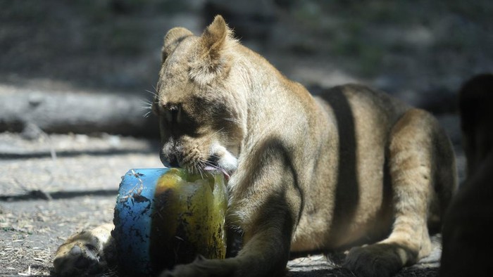 Panas Menyengat, Hewan di Kebun Binatang Meksiko Diberi Makanan Beku A lion licks a frozen treat in its enclosure at the Chapultepec Zoo as staff work to keep the animals cool amid a continuing heat wave and drought, in Mexico City, Friday, June 7, 2024. (AP Photo/Eduardo Verdugo)