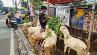 Hewan kurban itu dijual di kandang yang didirikan di atas trotoar Jalan Mas Mansyur, Tanah Abang, Jakarta,