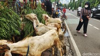 Akibatnya, para pejalan kaki harus turun ke badan jalan untuk menghindari kandang kambing maupun sapi yang didirikan untuk hewan kurban itu.