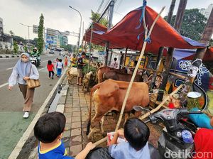 Pedagang Jadikan Trotoar di Tanah Abang untuk Jualan Hewan Kurban