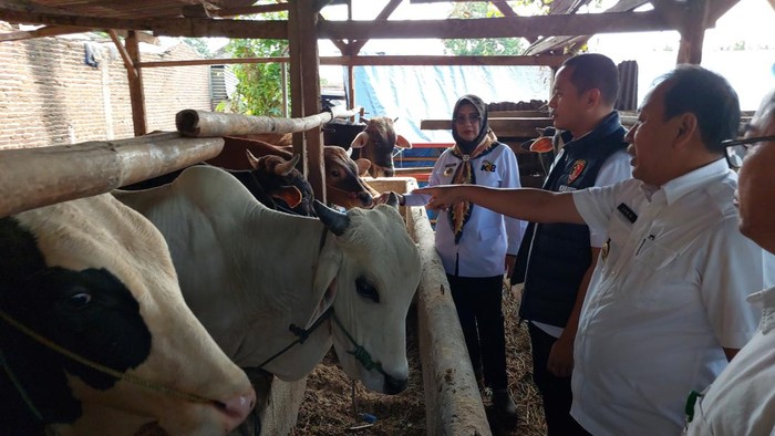 Pemprov Lampung pastikan hewan kurban di RPH Lampung dalam keadaan sehat.