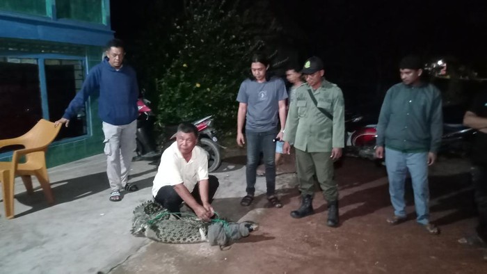 Petugas mengevakuasi buaya yang bersembunyi di lahan persawahan warga
