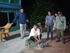 BKSDA Sumsel Evakuasi Buaya yang Masuk Lahan Sawah Warga di Banyuasin