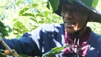 Sebagian besar kebun masyarakat ditanami kopi salah satunya kopi arabika berkulit kuning, yang dijual cherry biji kopi/gelondongan dengan harga Rp20.000 perkilogram.