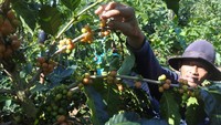 Seorang petani memetik kopi arabika jenis Yellow Caturra (kulit biji kopi berwarna kuning) di Desa Sumberwringin, Bondowoso, Jawa Timur, Rabu (12/6/2024).