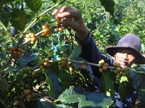 Proses Panen Kopi Arabika di Bondowoso