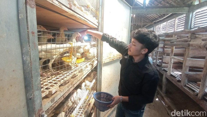 Reza tengah memberi pakan ternak ayam Sentul peliharaannya.