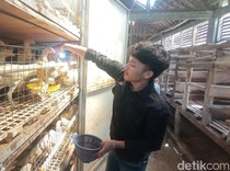 Menilik Cara Reza Bisa Cuan Manis dari Ternak Ayam Rumahan
