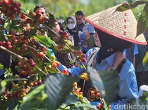 Melihat Rokat Molong Kopi, Ritual Panen Raya Arabika di Lereng Ijen-Raung