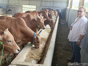 65 Sapi Antre Dipotong di RPH Semarang Saat Hari Pertama Idul Adha