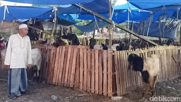 Salah satu pedagang hewan kurban Muhamad Zainudin (63) saat ditemui detikBali di Jalan Buana Raya, Denpasar, Bali, Rabu (12/6/2024). (Ni Made Lastri Karsiani Putri/detikBali)