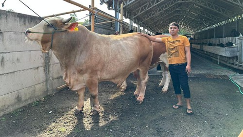 Sapi jenis Brahman Cross milik Atang Setyanoro, peternak asal Kelurahan Dasan Geres, Kecamatan Gerung, Lombok Barat, dibeli Presiden Jokowi jelang Idul Adha 2024. (Dok. Atang Setyanoro)