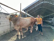 Jokowi Beli Sapi 1 Ton Seharga Rp 120 Juta dari Peternak di Lombok Barat