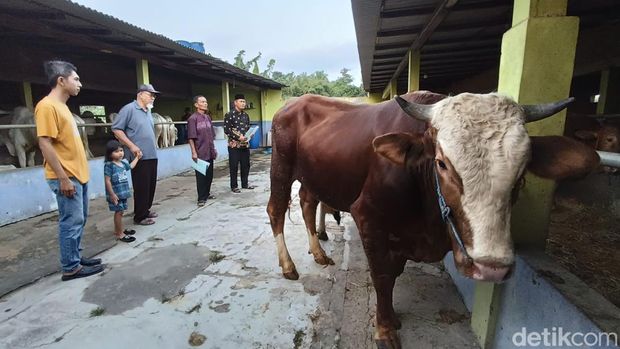 Suasana Supermarket Sapi UD Mulyo Slamet, Sentolo, Kulon Progo, Rabu (12/6/2024)