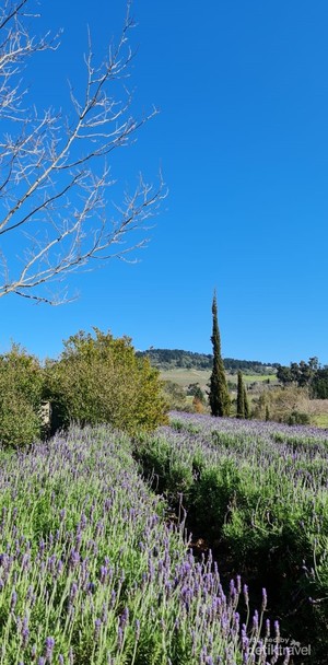 Pengalaman Wisata Petik Bunga Lavender, Tempatnya Indah Banget