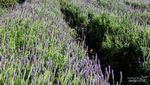 Pengalaman Wisata Petik Bunga Lavender, Tempatnya Indah Banget