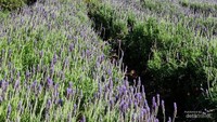 Canettevallei Lavender Farm, Stellenbosch, Afrika Selatan.