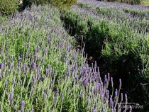 Pengalaman Wisata Petik Bunga Lavender, Tempatnya Indah Banget
