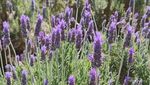 Pengalaman Wisata Petik Bunga Lavender, Tempatnya Indah Banget