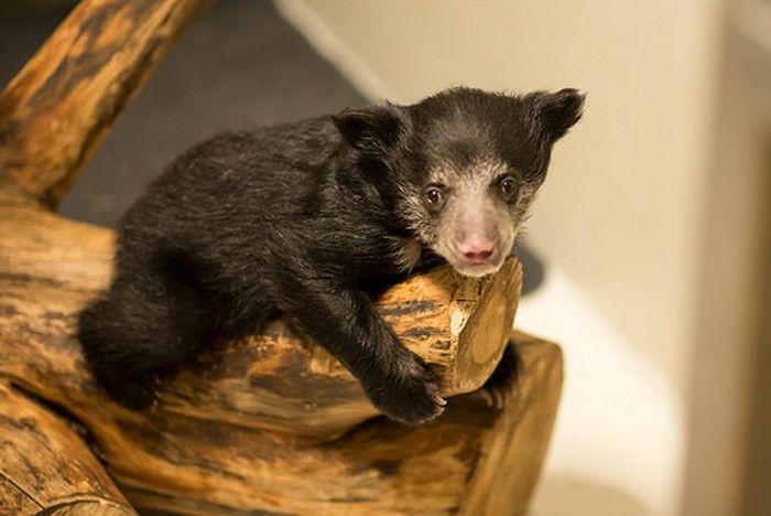 Anak beruang sloth di Smithsonians National Zoo & Conservation Biology Institute