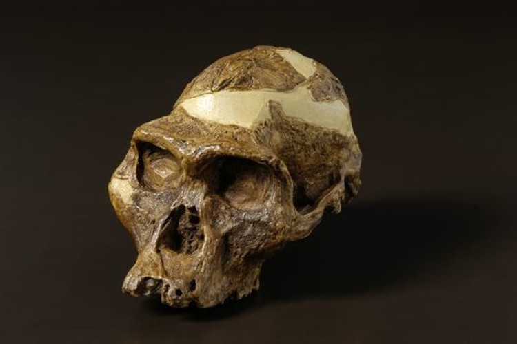 Australopithecus africanus