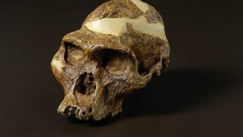 9: Taung child (Australopithecus africanus): Tengkorak Australopithecus africanus ini ditemukan di Afrika Selatan tahun 1924, berumur 2,8 juta tahun. Ini adalah artefak penting paleoantropologi tentang hominin awal. Ia menunjukkan bukti pergerakan bipedal dan penggunaan alat, menantang anggapan sebelumnya tentang kemampuan hominin di zaman Pliosen. Fosil ini memberi kaitan penting transisi evolusioner dari nenek moyang mirip kera menjadi hominin yang lebih berkaki dua dan memakai alat. Foto: Australian Museum