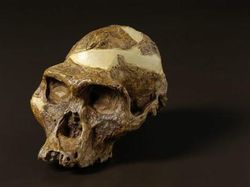 10 Tengkorak Kuno yang Punya Fakta Mengejutkan