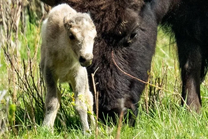 Bison putih di Amerika Serikat