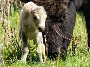 Pertanda Besar dari Kelahiran Bison Putih Langka
