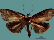 Kupu-kupu Malam, Hama Cengkeh Baru dari Kepulauan Sangihe