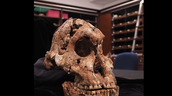 3: Tengkorak Drimolen (P.robustus): Situs arkeologi Afrika Selatan menghasilkan banyak koleksi fosil hominid. Situs berusia sekitar 2 juta tahun ini memberi wawasan evolusi hominin. Di antara temuan penting adalah tengkorak hominid yang dikaitkan dengan Paranthropus Robustus dan Homo awal. Kehadiran Australopithecus dan Homo di sana menunjukkan koeksistensi dan potensi interaksi di wilayah tersebut. Tengkorak Drimolen, dengan ciri-ciri yang terpelihara baik, menunjukkan detail anatomi penting untuk mempelajari hubungan evolusioner dan perilaku hominin di era itu. Foto: Wikipedia