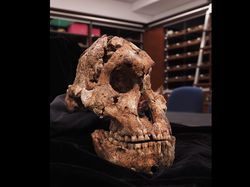 10 Tengkorak Kuno yang Punya Fakta Mengejutkan