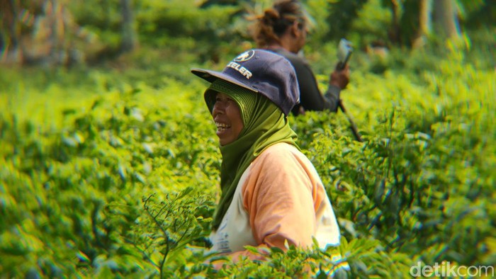 Emak-emak buruh petik cabai saat beraktivitas di lahan pertanian cabai di Bugel, Panjatan, Kulon Progo, Kamis (13/6).