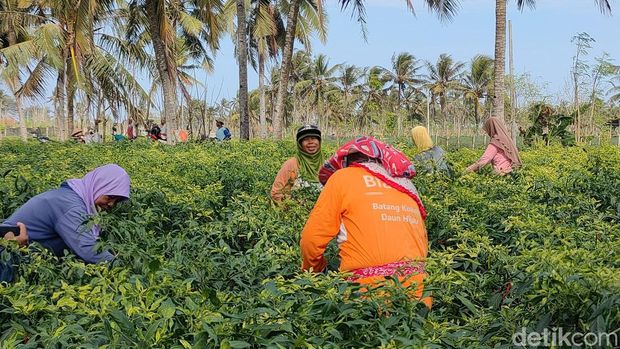 Emak-emak buruh petik cabai saat beraktivitas di lahan pertanian cabai di Bugel, Panjatan, Kulon Progo, Kamis (13/6).