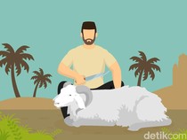 Syarat Hewan Aqiqah dan Qurban yang Disembelih, Apa Saja?